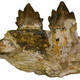 Illustration for article titled California highway dig unveils four new whale species